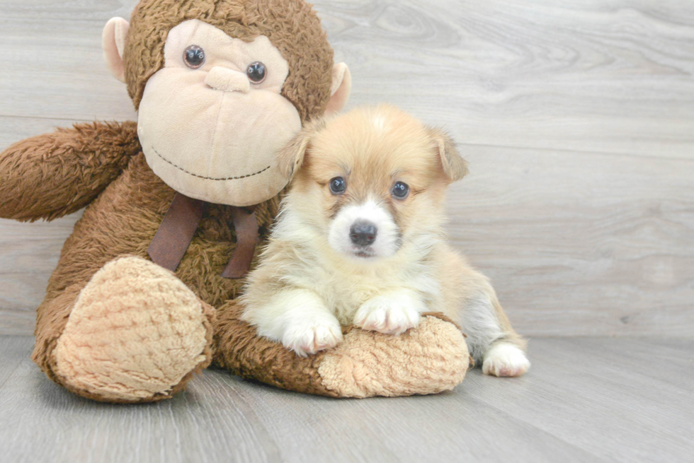 Cute Pembroke Welsh Corgi Purebred Pup