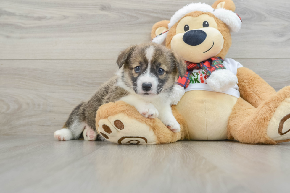 Small Pembroke Welsh Corgi Purebred Pup