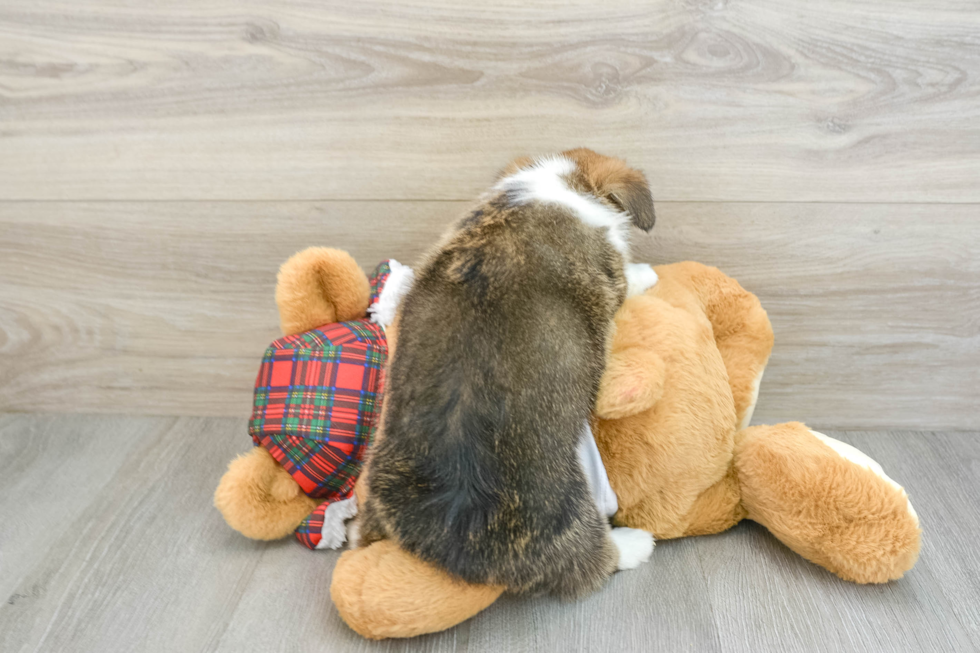 Pembroke Welsh Corgi Pup Being Cute