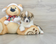 5 week old Pembroke Welsh Corgi Puppy For Sale - Simply Southern Pups