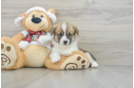 Popular Pembroke Welsh Corgi Purebred Pup