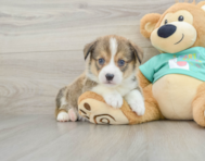 7 week old Pembroke Welsh Corgi Puppy For Sale - Simply Southern Pups