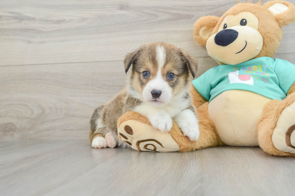 8 week old Pembroke Welsh Corgi Puppy For Sale - Simply Southern Pups