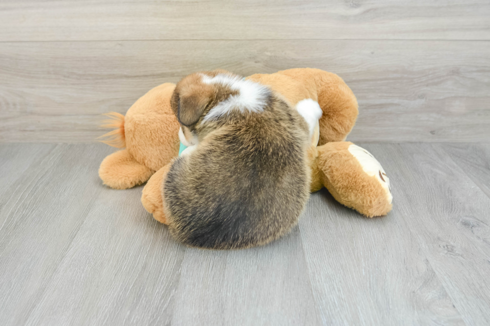 Friendly Pembroke Welsh Corgi Baby