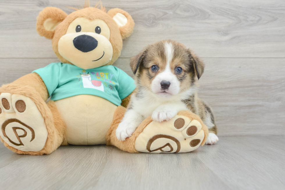 Fluffy Corgi Purebred Puppy