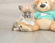 5 week old Pembroke Welsh Corgi Puppy For Sale - Simply Southern Pups