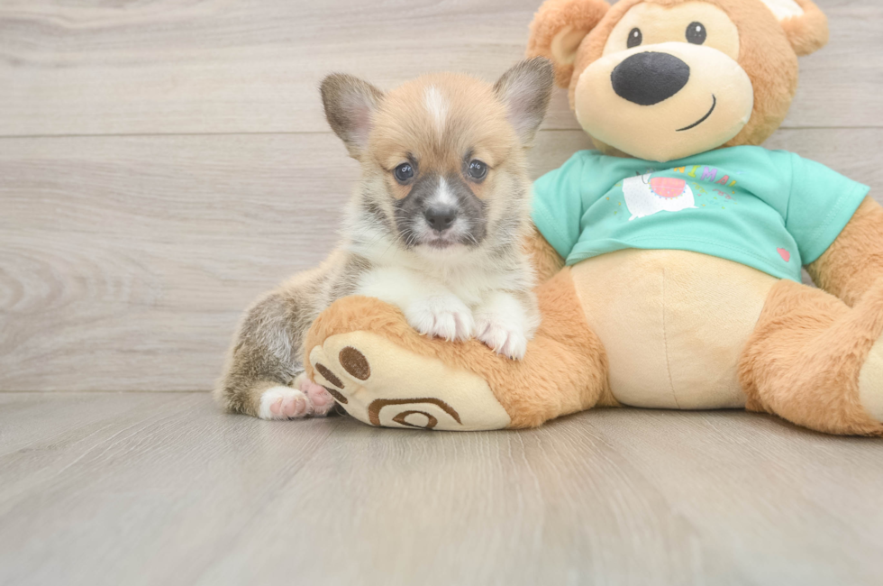 5 week old Pembroke Welsh Corgi Puppy For Sale - Simply Southern Pups
