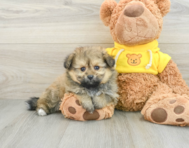 6 week old Pomachon Puppy For Sale - Simply Southern Pups