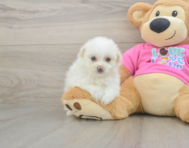 5 week old Pomachon Puppy For Sale - Simply Southern Pups