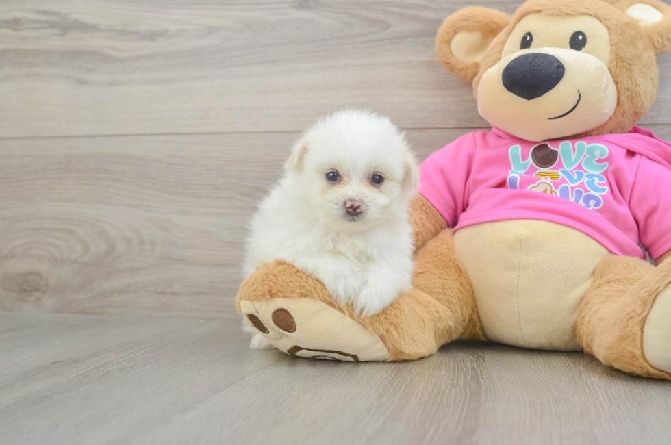 5 week old Pomachon Puppy For Sale - Simply Southern Pups