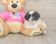 5 week old Pomachon Puppy For Sale - Simply Southern Pups