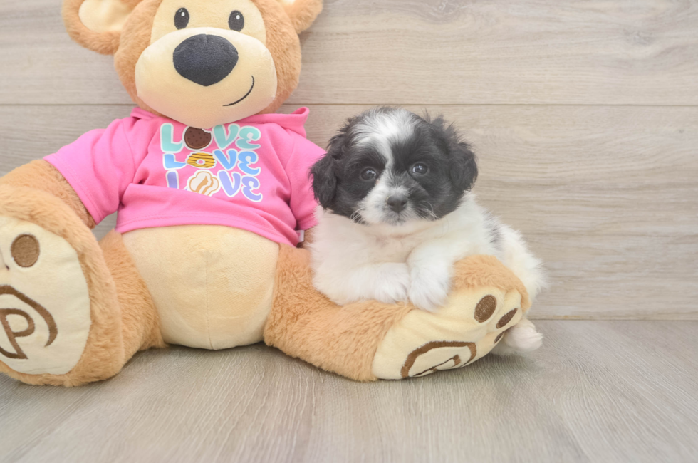 6 week old Pomachon Puppy For Sale - Simply Southern Pups