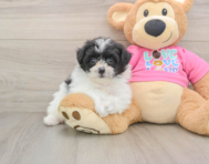 8 week old Pomachon Puppy For Sale - Simply Southern Pups
