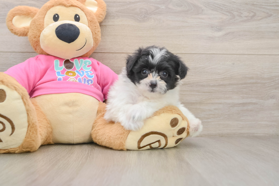 Adorable Pom Frise Designer Puppy