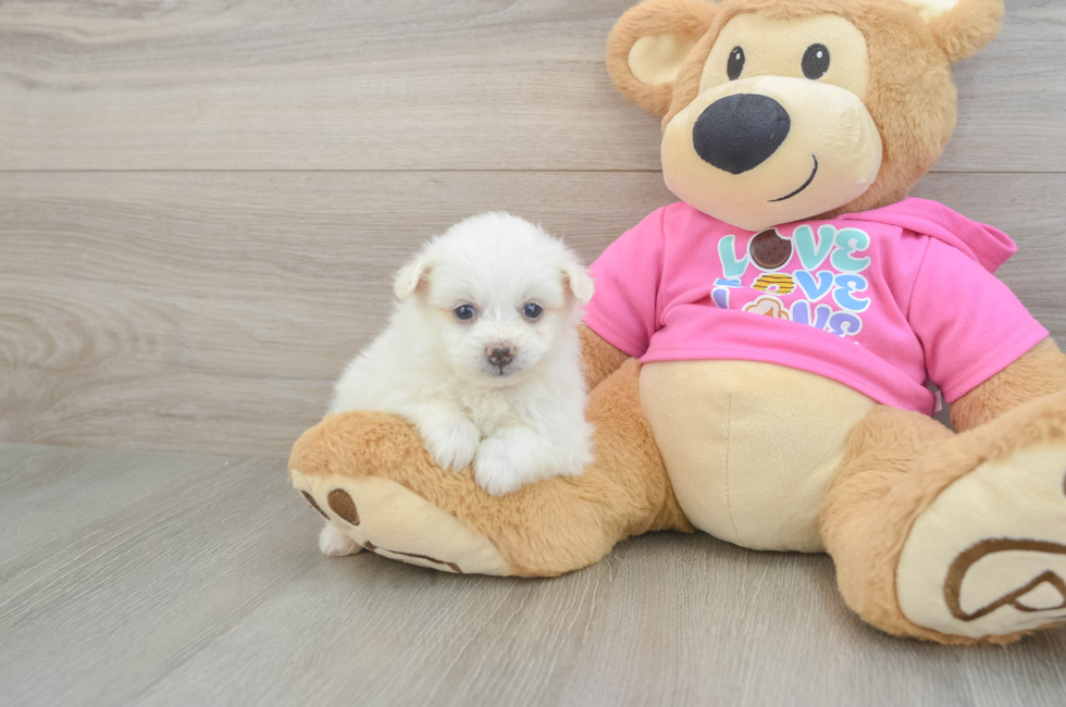 5 week old Pomachon Puppy For Sale - Simply Southern Pups