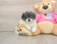 5 week old Pomachon Puppy For Sale - Simply Southern Pups