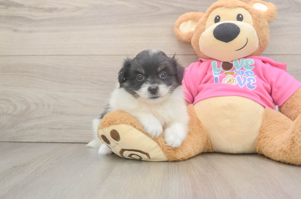 6 week old Pomachon Puppy For Sale - Simply Southern Pups