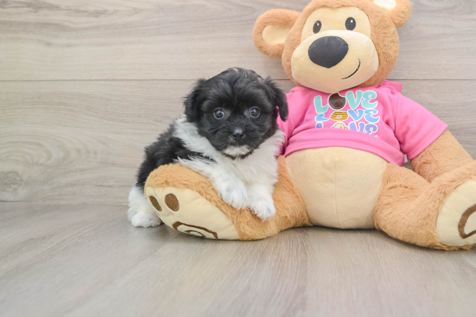 Cute Pomachon Baby