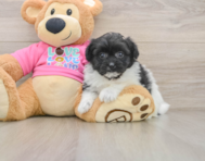 8 week old Pomachon Puppy For Sale - Simply Southern Pups