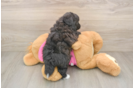 Smart Pomachon Designer Pup