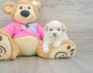5 week old Pomachon Puppy For Sale - Simply Southern Pups