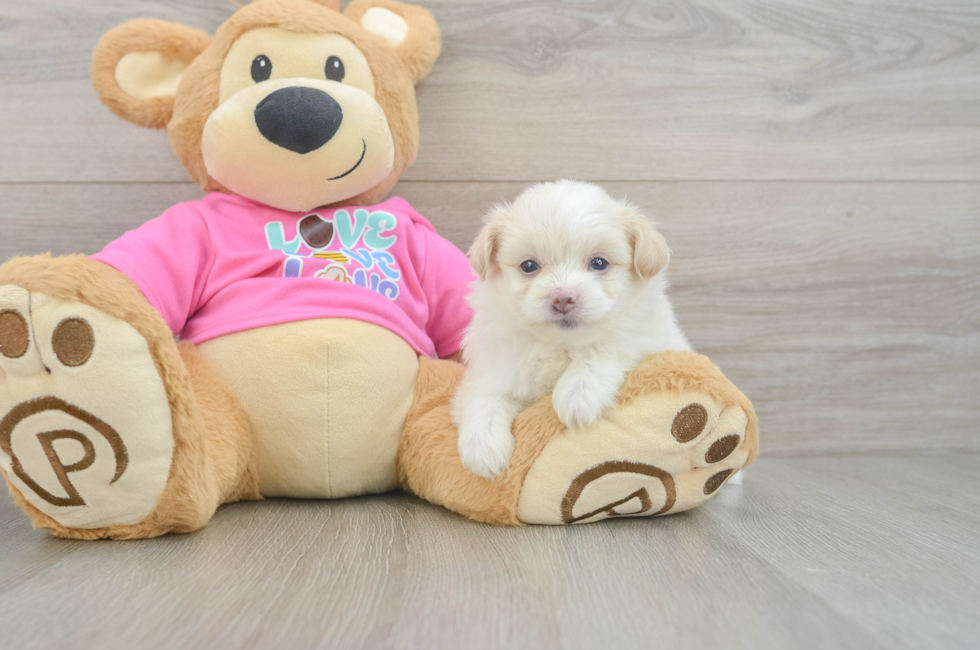 5 week old Pomachon Puppy For Sale - Simply Southern Pups