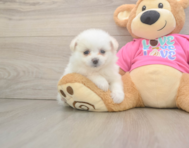 5 week old Pomachon Puppy For Sale - Simply Southern Pups