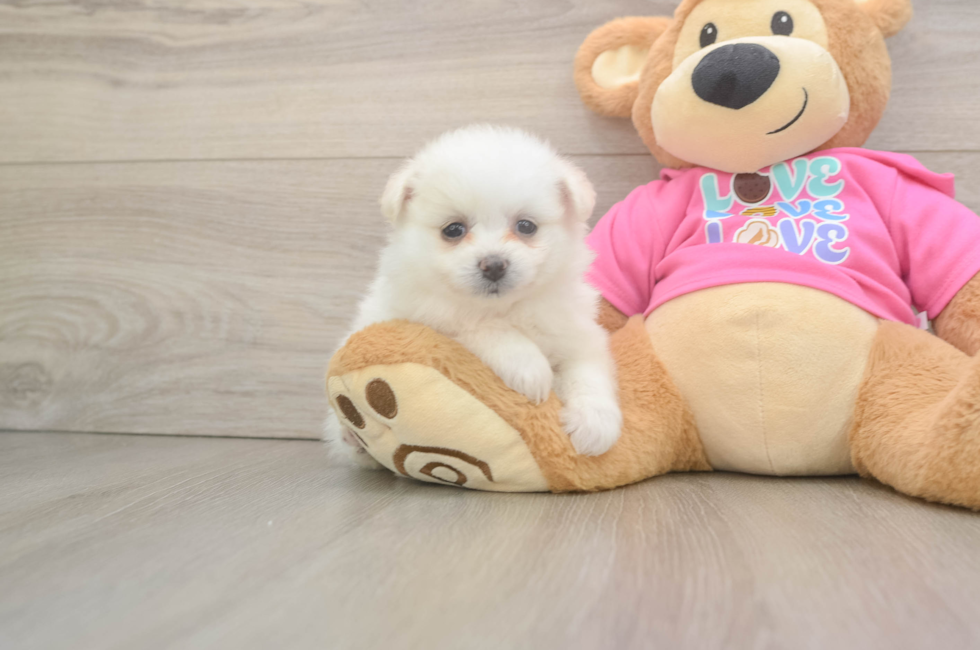 6 week old Pomachon Puppy For Sale - Simply Southern Pups