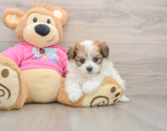 6 week old Pomachon Puppy For Sale - Simply Southern Pups