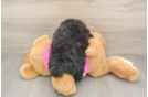 Pomachon Puppy for Adoption