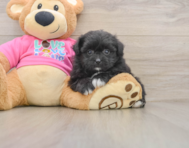 8 week old Pomachon Puppy For Sale - Simply Southern Pups