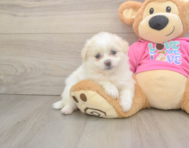 5 week old Pomachon Puppy For Sale - Simply Southern Pups
