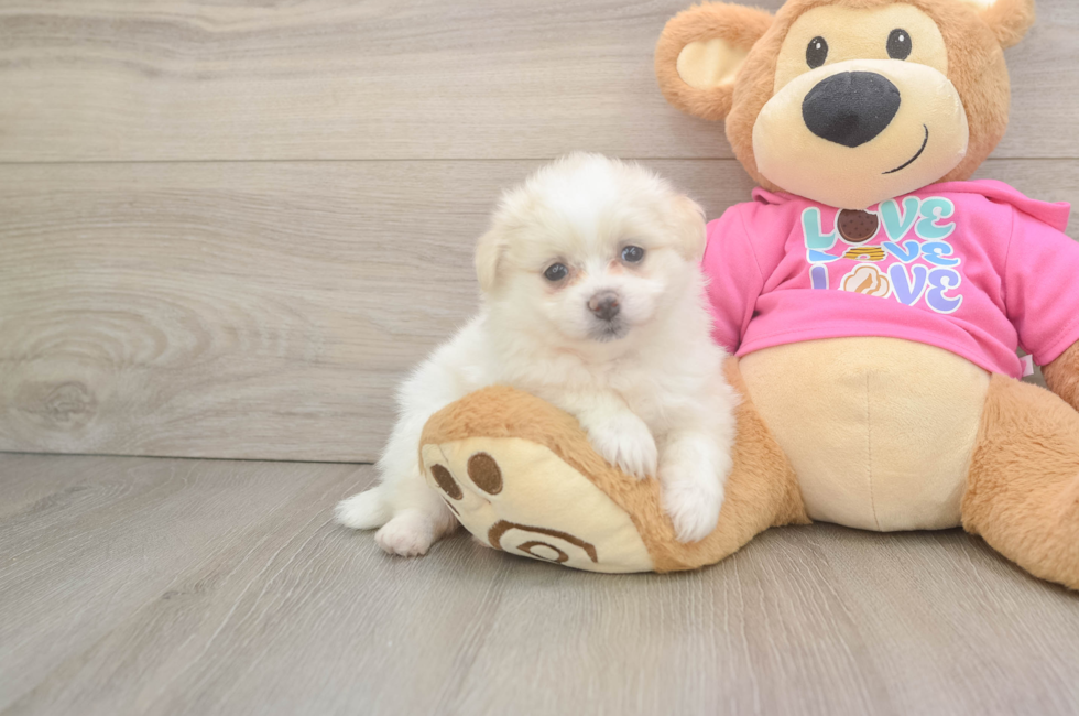 6 week old Pomachon Puppy For Sale - Simply Southern Pups