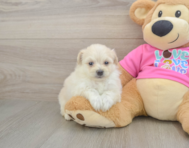 5 week old Pomachon Puppy For Sale - Simply Southern Pups