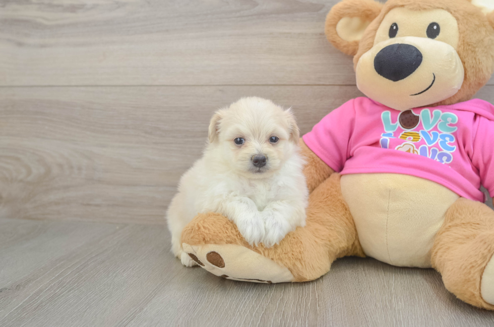 5 week old Pomachon Puppy For Sale - Simply Southern Pups