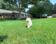 9 week old Pomachon Puppy For Sale - Simply Southern Pups