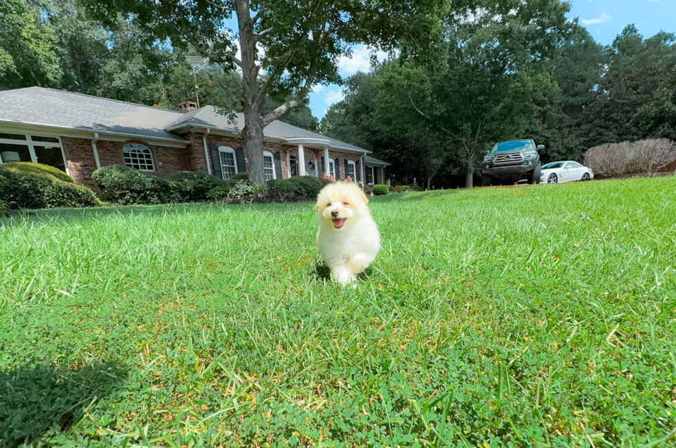 9 week old Pomachon Puppy For Sale - Simply Southern Pups