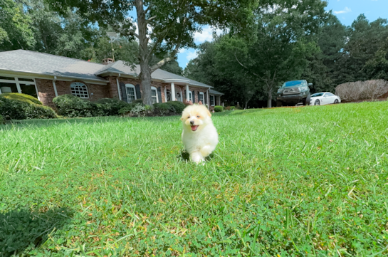 Cute Pomachon Designer Pup