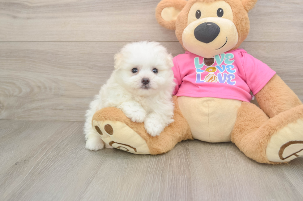 Small Pomachon Baby