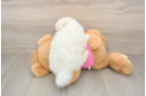 Energetic Pom Frise Designer Puppy