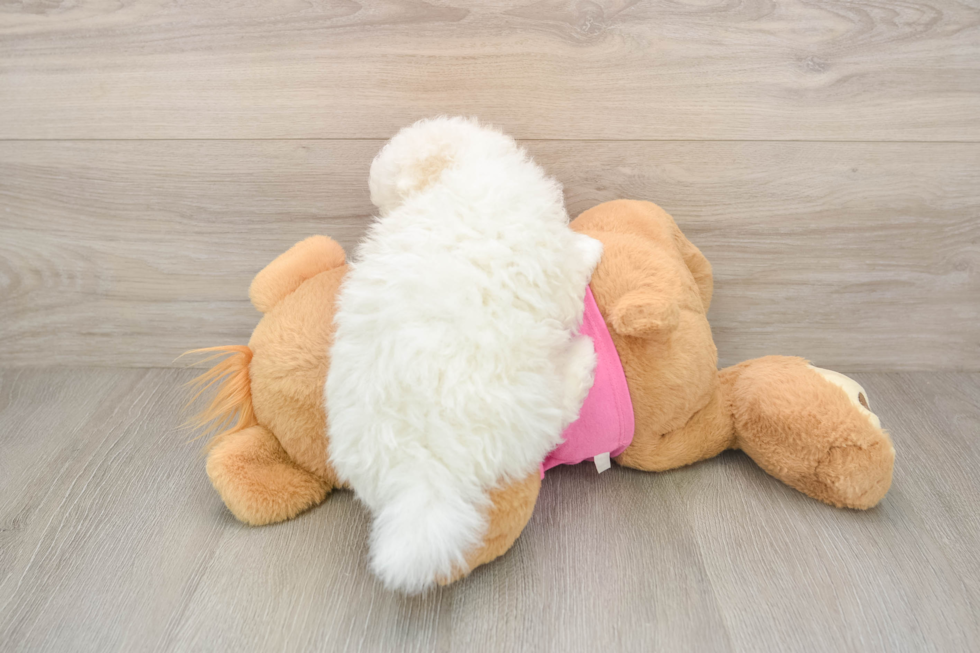 Energetic Pom Frise Designer Puppy