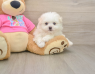 6 week old Pomachon Puppy For Sale - Simply Southern Pups