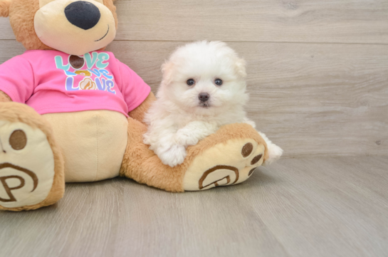 Pomachon Pup Being Cute