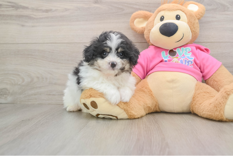 Cute Pomachon Baby