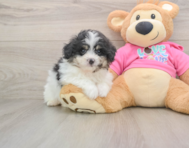 5 week old Pomachon Puppy For Sale - Simply Southern Pups