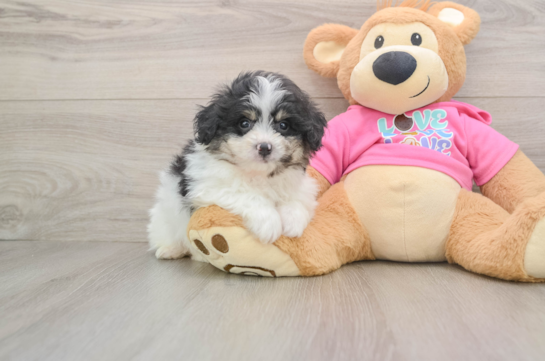 Cute Pomachon Baby