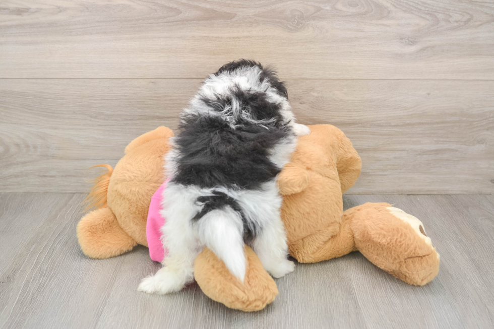 Petite Pomachon Designer Pup
