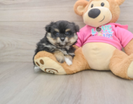5 week old Pomachon Puppy For Sale - Simply Southern Pups