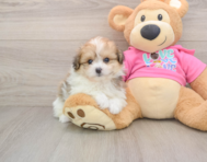 5 week old Pomachon Puppy For Sale - Simply Southern Pups