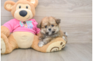 Friendly Pomachon Baby